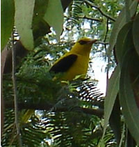 Golden Oriole