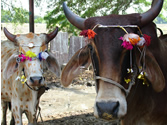 Cows Decorated for Govardhan Puja