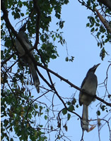 Grey Hornbills