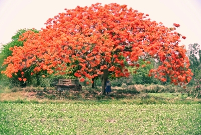 Under a Gul Mohar Tree