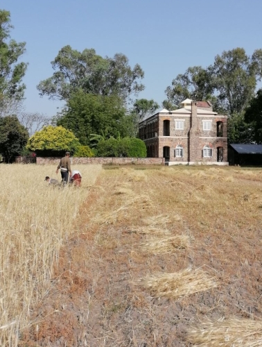 Hand Cutting Bansi Wheat Mar 2026