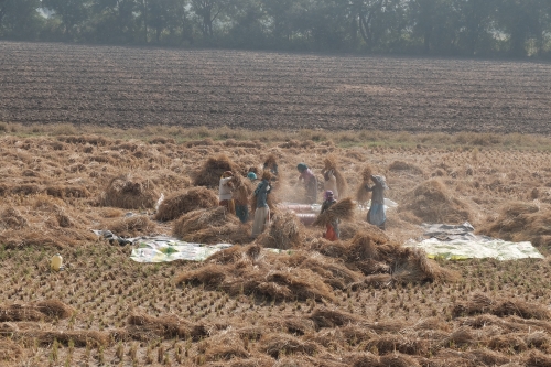 Threshing Rice by Hand