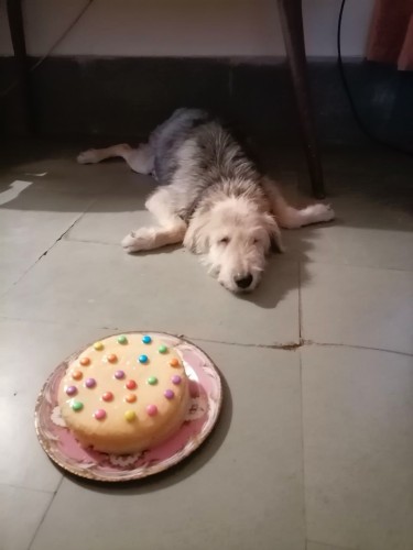 Happy 15th Birthday Tigger Oct 2024