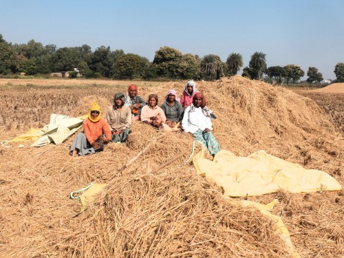 Happy Harvesting Team Enjoying Rural Life Nov 2024