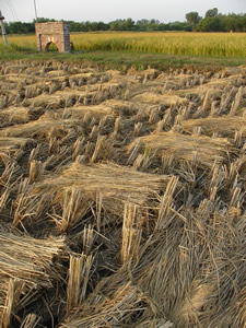 Harvested Paddy
