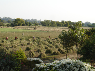 Harvesting Coriander