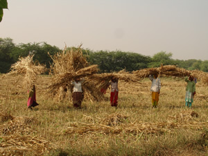 Gathering Jowar after Harvest