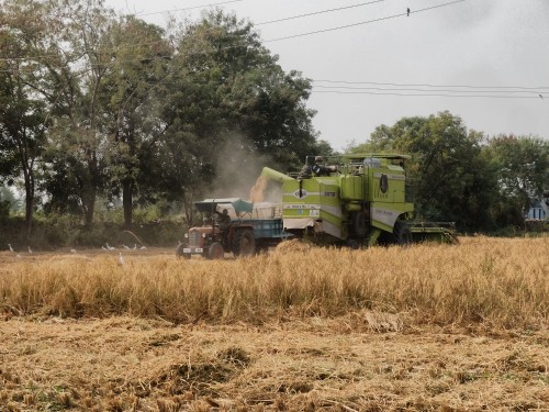 Harvesting Rice Crop Nov 2023