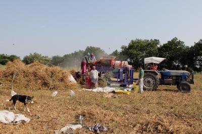 Harvesting soyabean