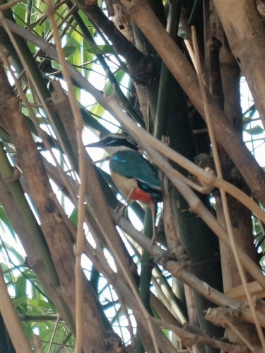Indian Pitta in Bamboo Thicket Jun 2024