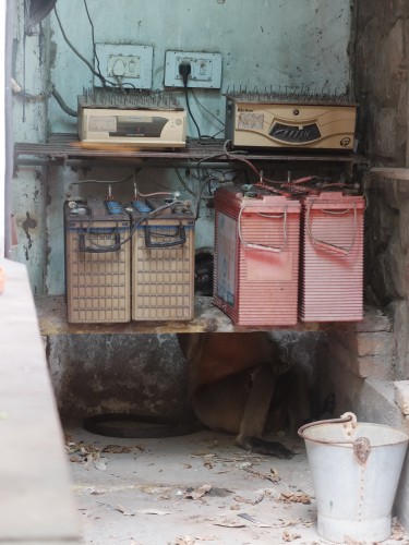 Injured Langur Seeking Shelter Jun 2024