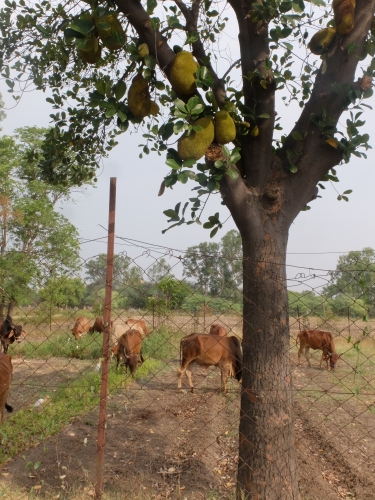 Jackfruit and Cows May 2026