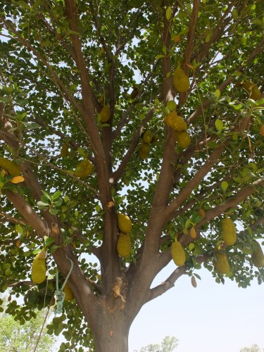 Jackfruit May 2022