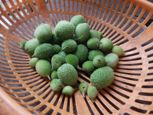 Kakoda Wild Food Aug 2024