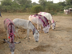 Donkey Mela 2008