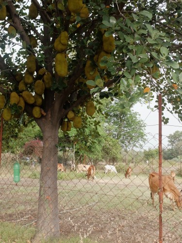 Katail Laden Tree May 2023