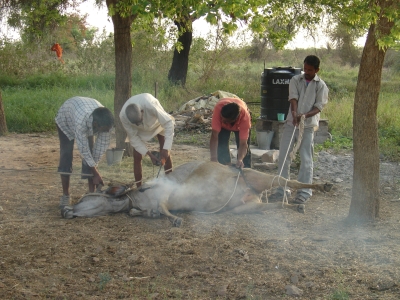 Velvet undergoing heat treatment