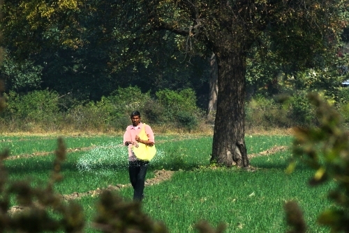 Laxman Broadcasting Urea Wheat Field Jan 2026