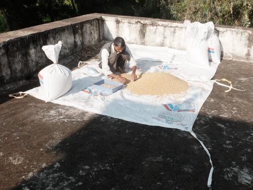 Laxman Cleaning C306 Wheat Seed Dec 2021