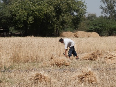 Laxman Harvesting Organic Heritage Wheat Apr 2021