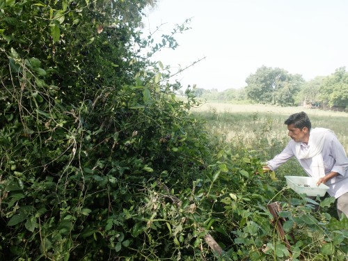 Laxman Picking Karronda Fruit Sep 2024