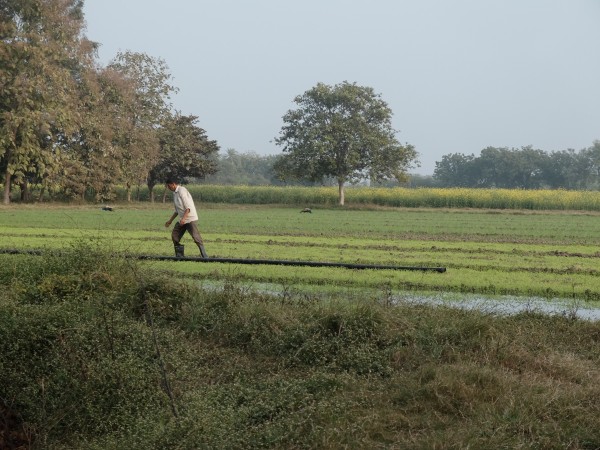 Laxman Watering the Bersim Jan 2024