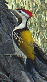 Lesser Golden Backed Woodpecker