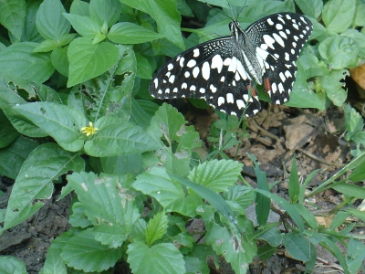 Lime Butterfly Sep 2014