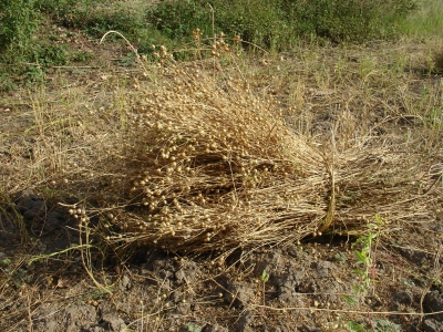 Linseed Harvest