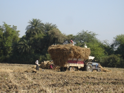 Loading the Pral (rice straw)