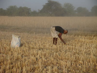 Lone Gleaner