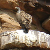 Long Billed Vulture