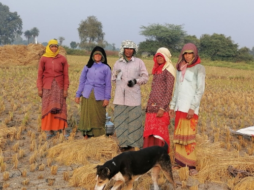Lucy and Rice Harvesters Nov 2025