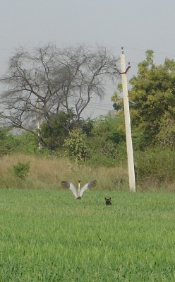 Lucy chasing a Sarus Crane