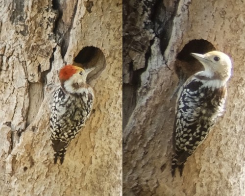 Maharatta Woodpecker Pair Feb 2021