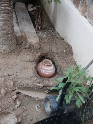 Burying Cottonseed filled Matka to Capture Termite Queen Sep 2023