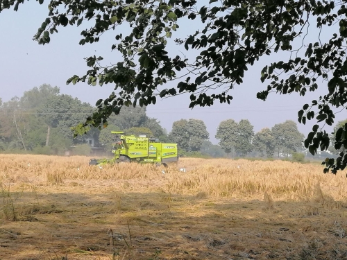 Combine Harvesting Flattened Rice Nov 2025
