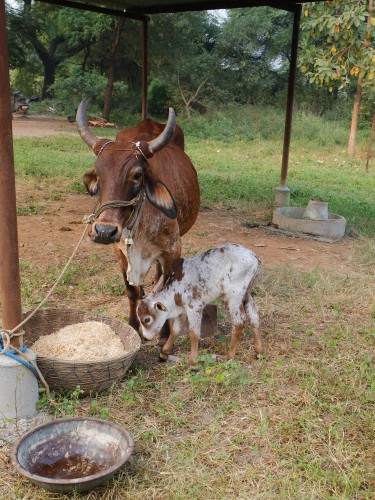 Meera and New Born Calf Dhola Nov 2022