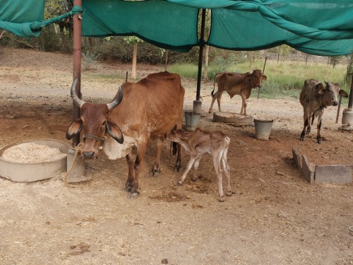 Meera with Her Calf Arjun Jun 2024
