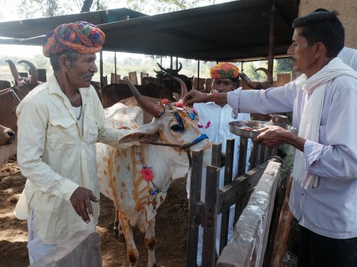 Laxman Putting a Tilak on Cow Nov 2024