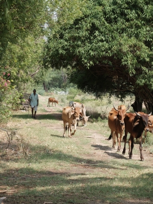 Mewalal With the Cows June 2020