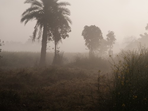 Misty January Morning Jan 2024