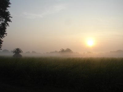 Misty January Sunrise