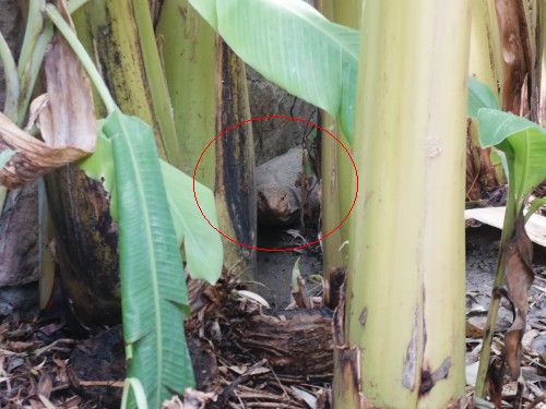 Monitor Lizard  Amongst Banana Trees Jun 2023