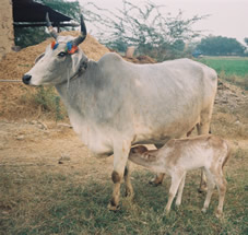 New Female Calf