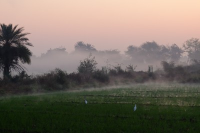 Morning Mist