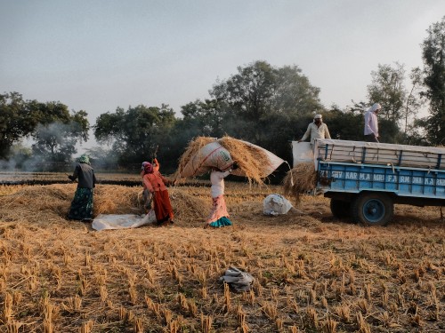 Loading Pral of Handcut Rice Nov 2023