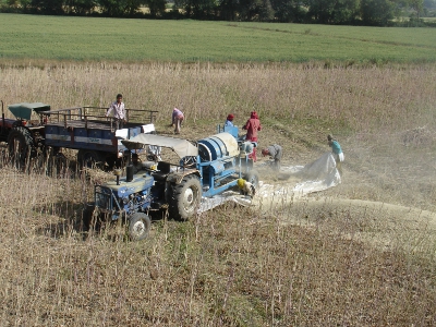 Harvesting the Mustard