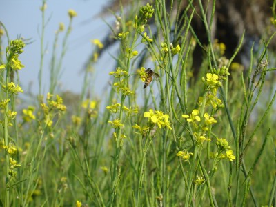 Small Honey Bee on Mustard