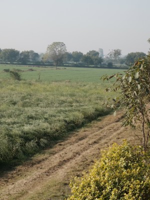 Mustard Foreground, Wheat Background Feb 2022